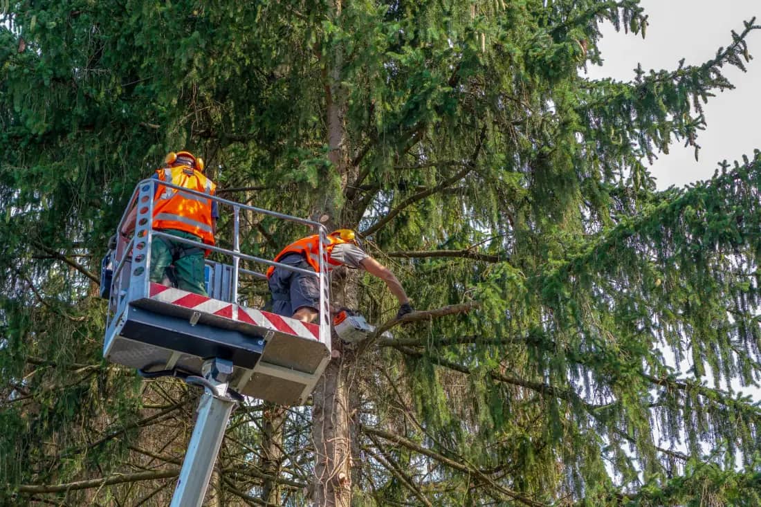 Tampa Tree Co. tree care crew working in Tampa — photo 1