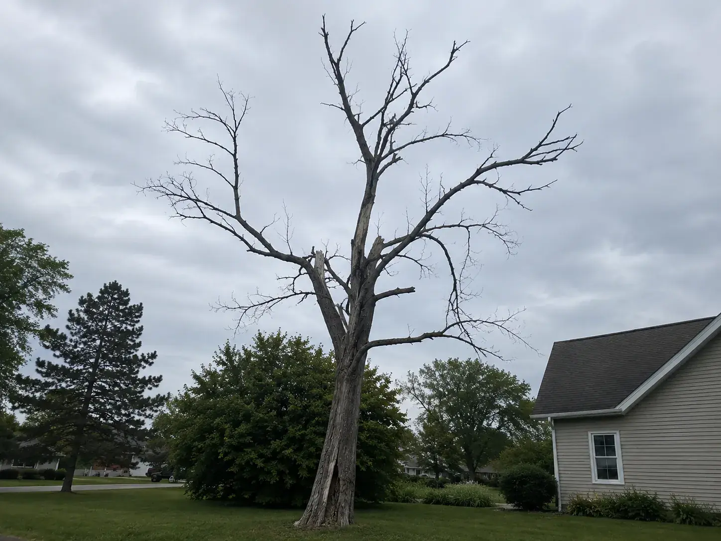 Tampa yard tree with a split union and thinning upper canopy